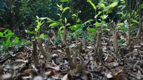 滿園盡披黃金甲,這種茶園您見(jiàn)過(guò)嗎