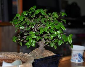 茶樹(shù)也可以盆栽 種一顆讓家里充滿茶香,當(dāng)盆景