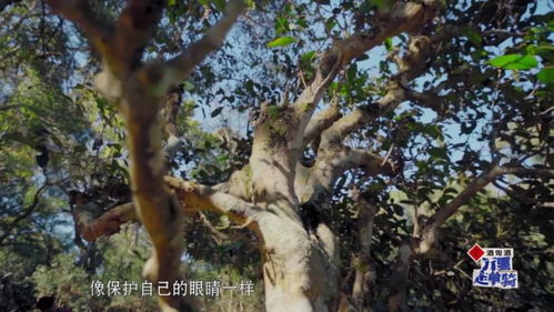 低調(diào)十年,他一出手,看誰(shuí)還敢偷