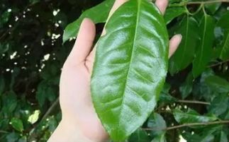 普洱茶18大誤區(qū),你都了解么