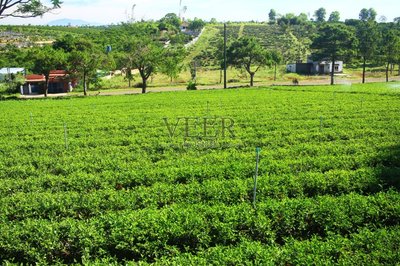越南,種植園,茶樹,飲料,農(nóng)業(yè)