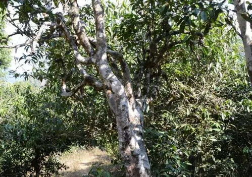倚邦古樹單株高桿普洱茶 獨(dú)特的紫梗魅力與品質(zhì)