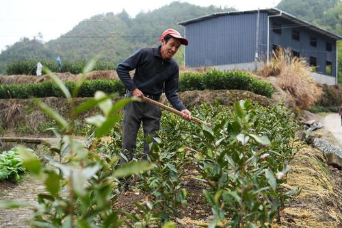 新春走基層丨小山村里的 項(xiàng)目熱