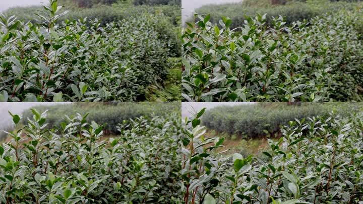 茶山茶樹茶葉茶園23(1080P)_1920X1080_高清視頻素材下載(編號(hào):5144398)_實(shí)拍視頻