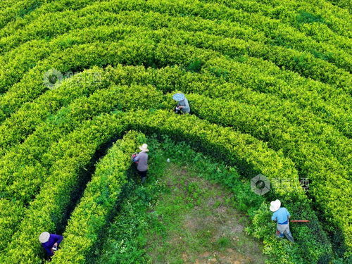泰和縣 茶園修剪管護(hù)忙 圖