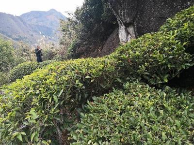 鐵司令匠心耕作百畝生態(tài)荒野茶園