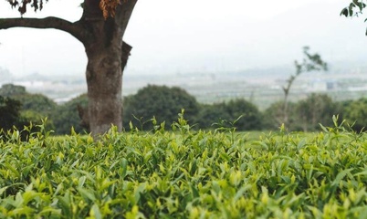 農(nóng)業(yè)技術(shù)稻田生態(tài)種養(yǎng),稻田改種茶樹五注意