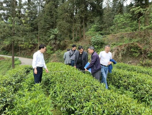 思南縣 技術(shù)指導(dǎo)到田間 助力茶葉增產(chǎn)增效
