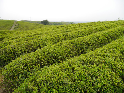 茶樹