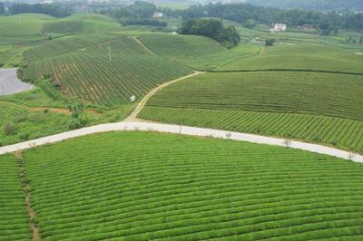 貴州永興萬(wàn)畝茶山茶海茶樹圖片6