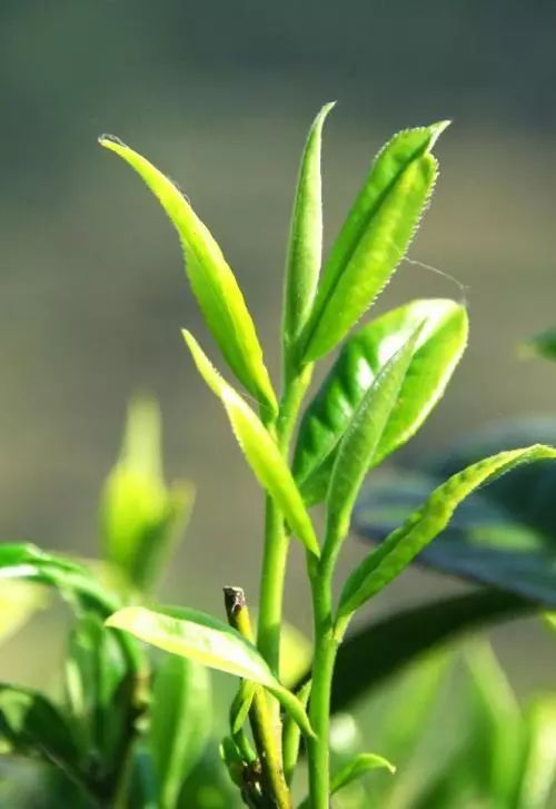 健康生活 飲茶 十不宜