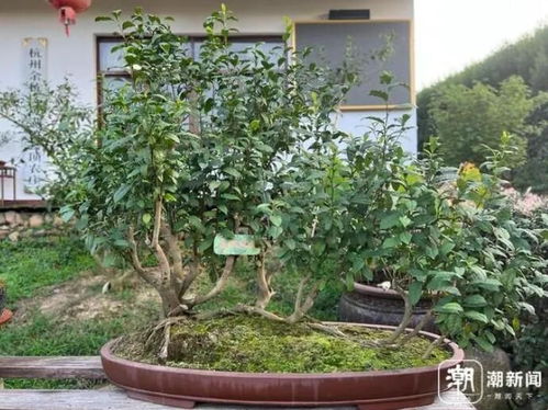 陳紅炳 把茶樹變?yōu)榕柙?建一座種質(zhì)資源庫(kù)