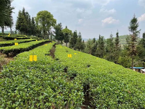 勐海深山藏著的萬畝茶園,紫娟一種就500畝,領工資的茶農還不少