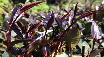 紫鵑 紫芽 是同種茶嗎