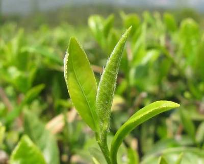 聚焦丨7批次有機(jī)茶認(rèn)證證書被撤銷,給出了什么警示?