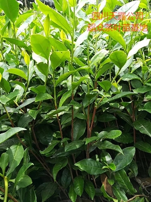 廣東茶葉苗