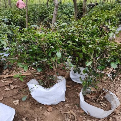 怡品湯茗茶廠銷售各年齡段茶樹苗 抗旱易活歡迎聯(lián)系