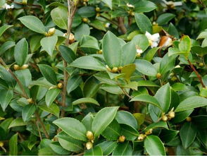 油茶種植 油茶高產種植技術,以及嫁接繁殖要領