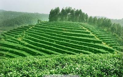 茶園圖片