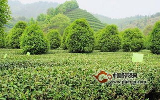 如何種植無公害茶葉的高效技術大全