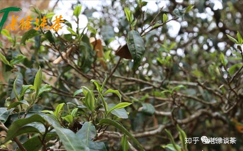 第183期 一棵古茶樹的茶分三種 滋味有差別 可分這么細真的好嗎