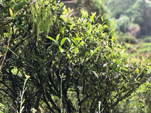 請問這是哪一種植物 茶樹