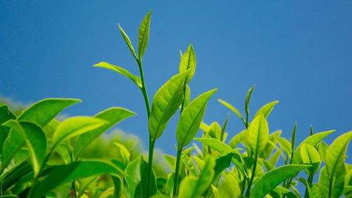 如何種植茶樹良種增收