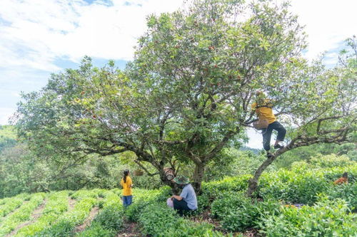 重要農業文化遺產 農業農村部國際合作司司長來仙考察古楊梅群復合種養系統