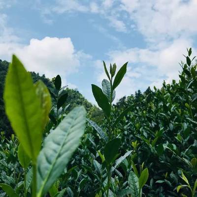 脫貧攻堅 生態扶貧||《生態新陜西》之陜南篇