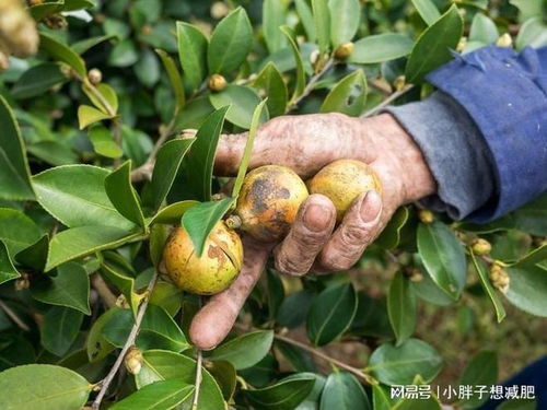 山茶油為何 貴 ,連果殼都能賣錢的,一般油還真沒這個實力