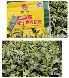 中國腐植酸網