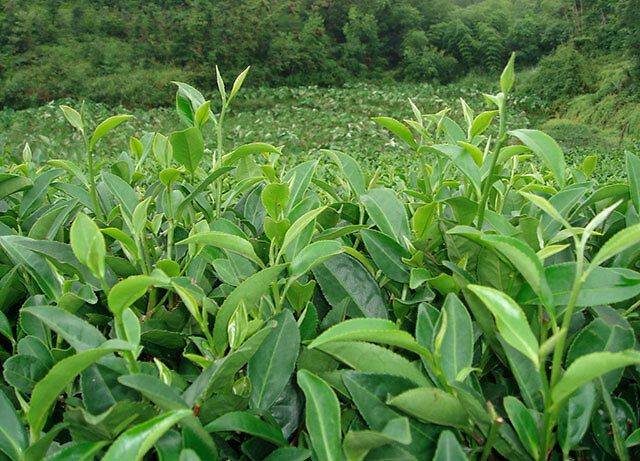 茶樹爛根怎么治?茶樹葉子發(fā)黃怎么回事?茶樹重茬根腐怎么用藥?