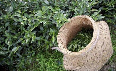 茶葉種植方法,你了解多少?
