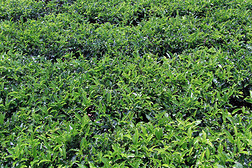 山茶樹專題模板-山茶樹