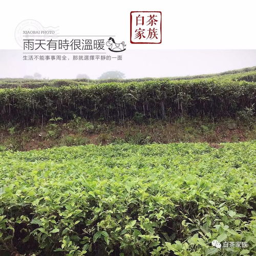 福鼎白茶 冬日天藍(lán)云白,種植茶樹進(jìn)行時(shí)