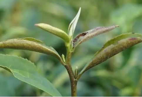 茶樹種植 茶葉癭螨防治方法