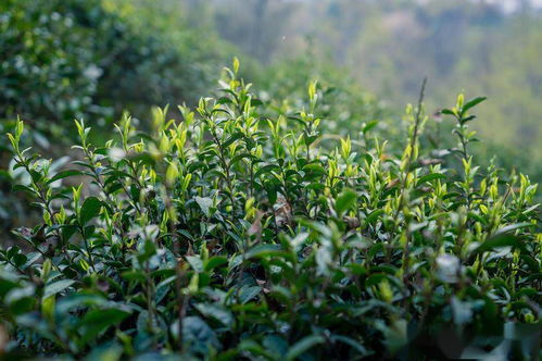 貴州久安 煤山變茶山 綠了山嶺富了山村 高清組圖