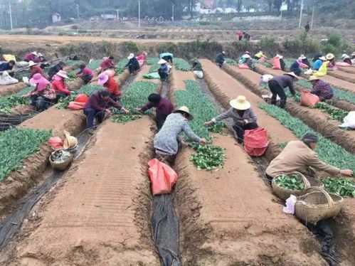 賽山玉蓮茶 茶香溢滿致富路