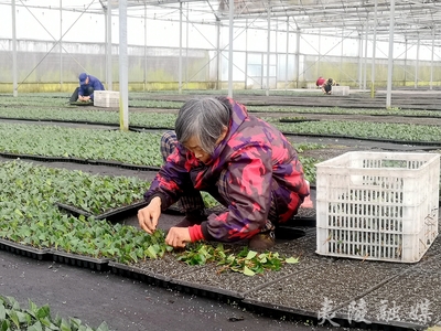 太平溪:冬閑人不閑 茶葉育苗忙