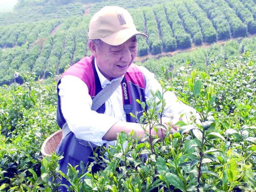 600年前,劉伯溫種下茶樹長(zhǎng)什么樣 他們?nèi)タ戳?更體會(huì)了采茶的快樂