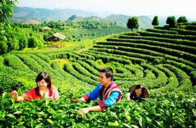 陽朔茶觀園景區門票價格-陽朔茶觀園景區門票預訂-陽朔茶觀園景區門票多少錢