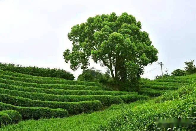 云南野生古樹紅茶,一口"鳳慶甜香",還原經典滇紅味_茶樹.