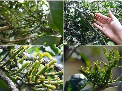 云南普洱茶當地文化-云南普洱茶當地文化特色