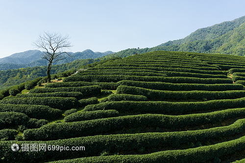航拍浙江龍塢鎮龍塢茶園的茶樹