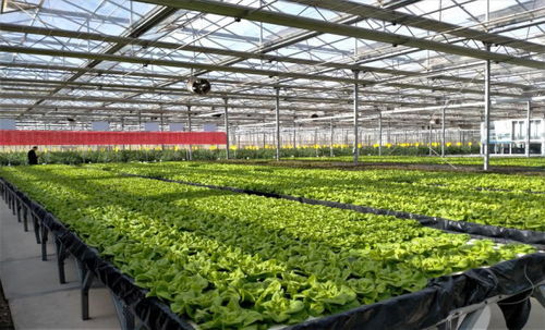 寧夏 人工光植物工廠節能及高效栽培技術研究與示范 項目通過驗收