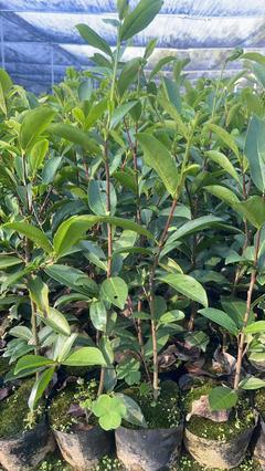 [福鼎大白茶苗批發]廣東潮州饒平縣茶樹苗 1.00元/棵廣東省鳳 _ 一畝田