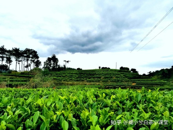 中秋節送茶葉,大家首選送什么茶葉?