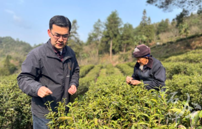 石阡:大坪村“老”茶下樹助農增收