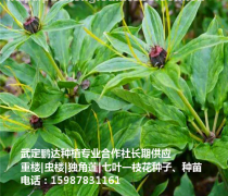 【瀘州中黃一號茶苗銷售_大量批發出售茶樹苗】雅安市名山區惠農苗木種植農民專業合作社 - 產品庫