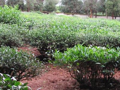 喬木型茶樹與灌木型茶樹的認識誤區